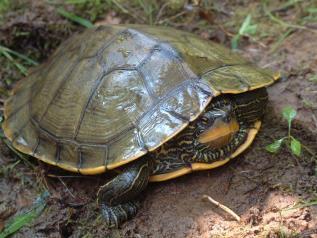 Difficult to detect when present Northern Map Turtle (Graptemys geographica)