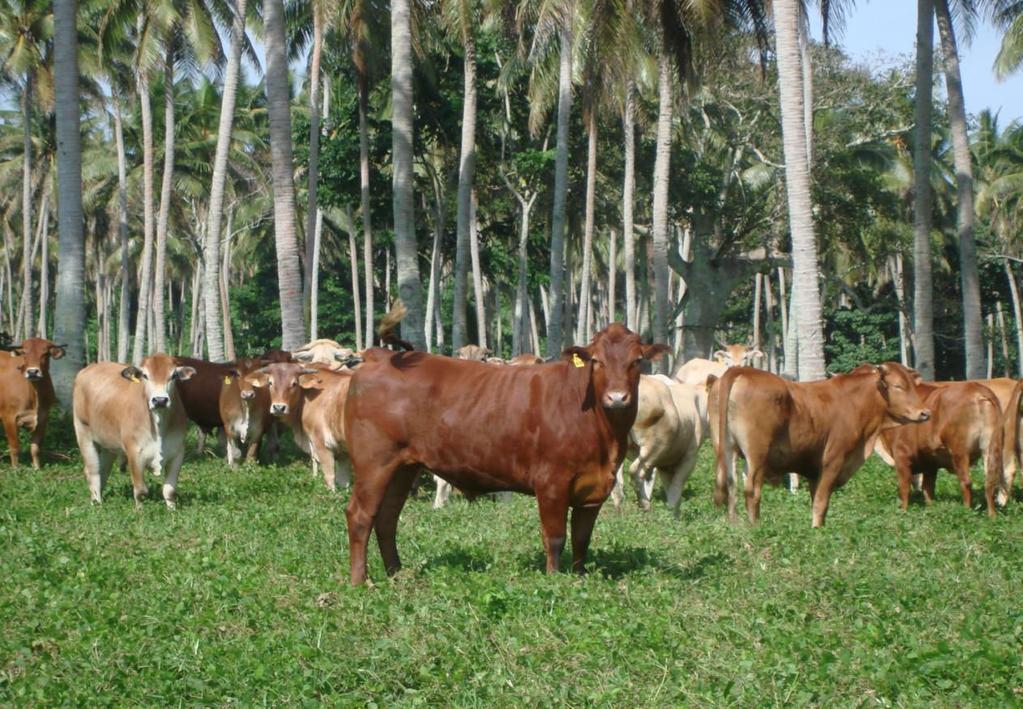Cattle were originally introduced to keep the ground clear under coconut plantations.