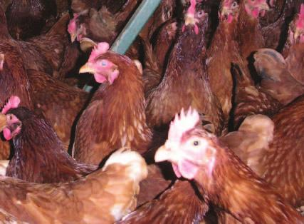 INDOOR FARMING Confined No fresh air No trees Barren cages: no life at all A hen in a barren cage is unable to move freely. She cannot even stretch her wings.