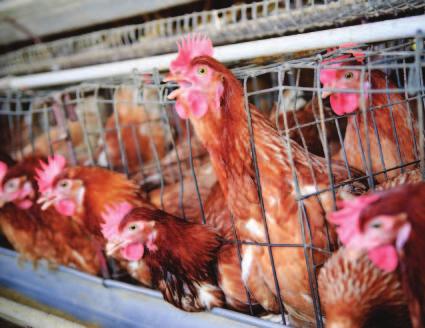 Furnished cages: A cage is still a cage Furnished cages give the laying hen a few extra centimetres of space, but she cannot move freely or escape from aggressive hens.