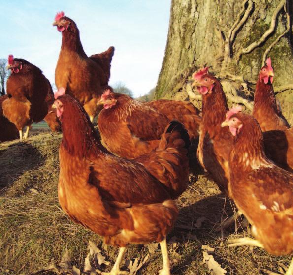OUTDOOR FARMING Open space Fresh air Forage Potential for trees FREE-RANGE: A MORE NATURAL LIFE In a free-range system, the laying hen can perform nearly all her natural behaviours.