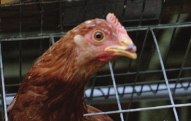 The following key welfare issues must be addressed through a good choice of hen breed, good living conditions and good care: Mutilations The laying hen commonly has a portion of her beak amputated