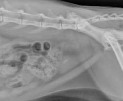 FREE FIGURE 5 Radiographs of a cat with presumptive struvite cystic calculi. A B Before dissolution therapy. One month after dissolution therapy.