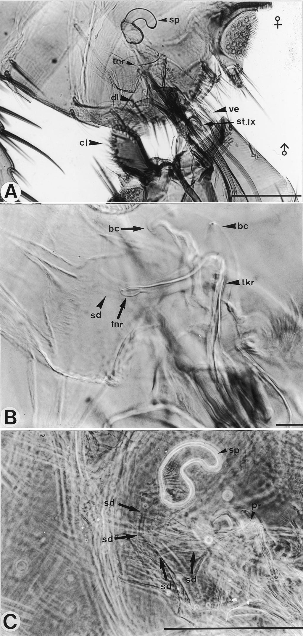 May 2001 HSU AND WU: MATING BEHAVIOR OF CAT FLEAS 355 Fig. 2. Linked terminalia in mating pair.