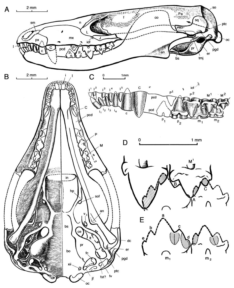 Fig. 1. Hadrocodium wui gen. et sp. nov. (IVPP 8275). (A) Lateral and (B) ventral views of restored skull. (C) Dentition (lateral view restoration).