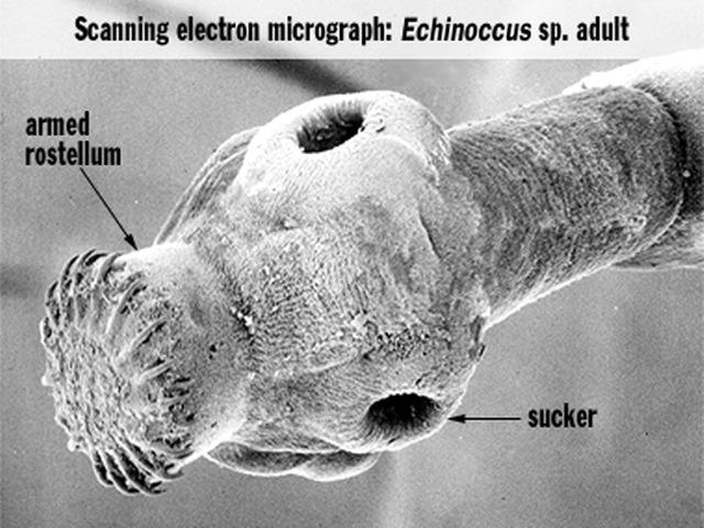 SISSEJUHATUS Ehhinokokoos ehk põistangtõbi Tekitajad: Echinococcus multilocularis ehk alveokokkpaeluss, Echinococcus granulosus ehk põistang-paeluss, Echinococcus vogeli Ehhinokokk on 1-7 mm pikk ja