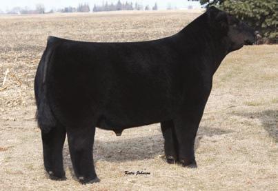 42 UNSTOPPABLE SERVICE SIRE TO 63 Not only did we bring you the best set of heifers calves to date at BPF, we also brought forward the best bred female offering to date.