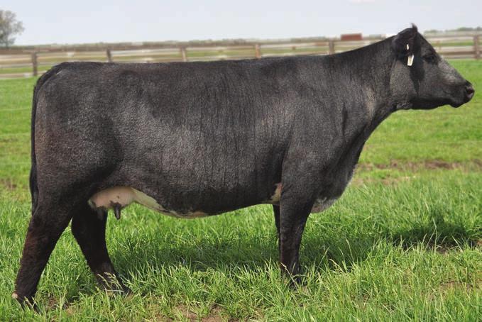 She sells bred to the ever popular Liquid Asset for what s sure to be another National Champion caliber calf. AI 4.02.2012 to Liquid Asset. PE 5.01.2012-6.