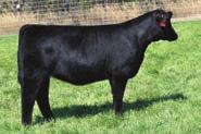 Awesome from the side, sound and correct, she sells bred to Monopoly for what is sure to be a high seller in someone s pasture sale next fall! AI 4.03.