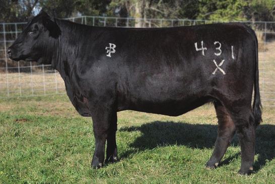 Sound, correct, and just a complete package all the way through. She sells bred to I-80 and from what have seen, this mating should click! AI 5.08.2012 to GOET I-80. PE 6.01.2012-8.10.