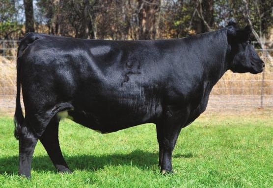 She is moderate framed, long necked, big bodied and really good in terms of her shape. Her own daughter by Maverick sells as lot 86 in the Maine bred heifers.