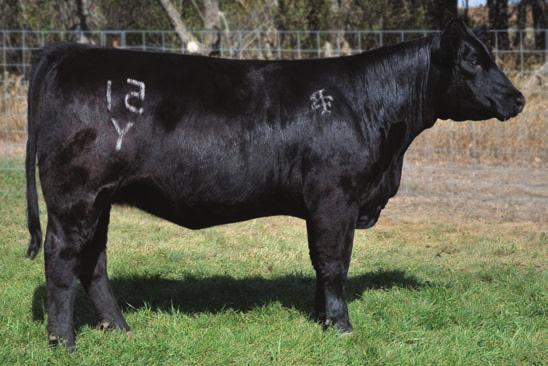 Her dam is one of the best Meyer cows ever owned by Bushy Park, the 408L cow that originated in Lockney Texas from Foster Brothers. This heifer is good necked, bold ribbed and very correct.