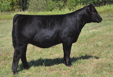 11 BPF PRINCESS 47Y DIRECT DAUGHTER OF 67 SOLD AT 6 IN THE 2011 TOE SALE Lot 67 could easily start the sale. We could write a book on what this female has done for BPF.