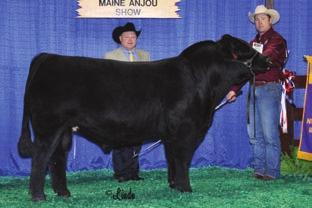 She sells bred to the Show Bull of the Year last year, BPF Real World whom is quickly making his mark in the breed. PE 5.01.2012-7.10.2012 to BPF Real World 230X.