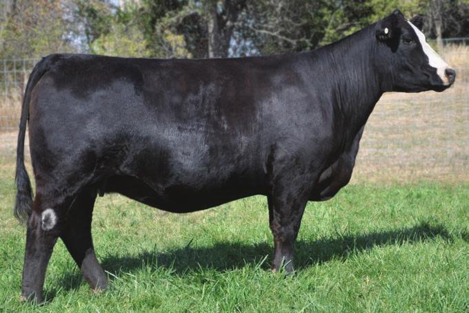 High performing, stout made and selling bred to Mercedes Benz for an early calf there is no doubt she will stay on the right side of profitability for her new owners. AI 2.21.