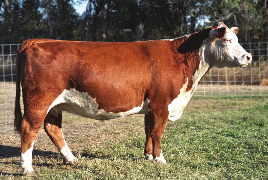 75 BPF PRINCESS 818 CALVED 9.2008 COMMERCIAL HORNED MADE RITE HEREFORD HEREFORD HALE RANCH 3011 HEREFORD HEREFORD Lot 75 is a different twist to the usual BPF offering.