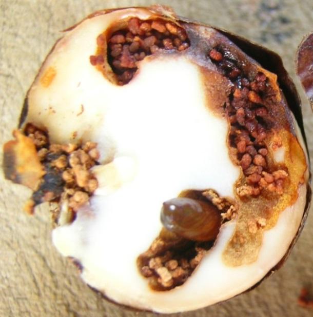 Landry and Roque-Albelo (2003) state that this species can be detected in large fruits Figure 7. Destroyed seed in avocado fruit filled with frass of Stenoma catenifer.