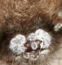 America and Europe Only known pathogenic psychrophilic fungal species of animals (including humans) Proteolytic cocktail causes tissue necrosis and infarction of bats causing