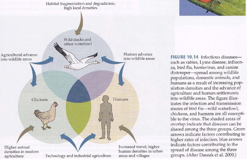Avian Flu (interaction among wild
