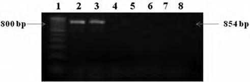 uberis (HC 355971); lane 5: Negative controls, S. aureus (JN247783); lane 6: Negative controls, E. coli (JF926686); lane 7: No template control] Fig. 4 PCR amplification of 854 bp 16S rrna gene of S.