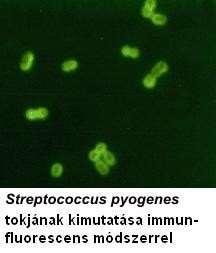 Streptococci Streptococcus pyogenes