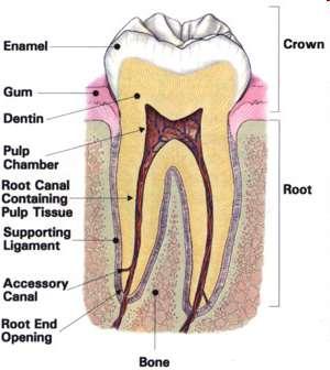 in dental plaque.