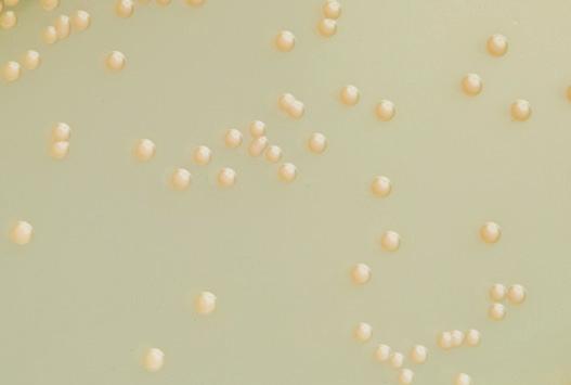 Staphylococcus pseudintermedius S. pseudintermedius are Gram-positive cocci in cluster. The bacteria grows with small white/rose colonies.