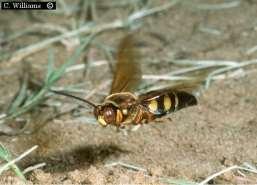 Slide 28 Cicada Killer Wasp Damage from holes is minor. Fear factor: getting stung.
