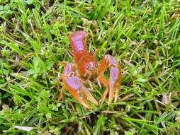 Slide 39 Crayfish Crayfish/crawdads/crawfish: arthropods, related to lobster Some species live in