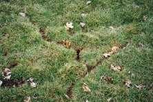 Slide 50 Voles Voles in lawn: hole in ground, about 1 inch
