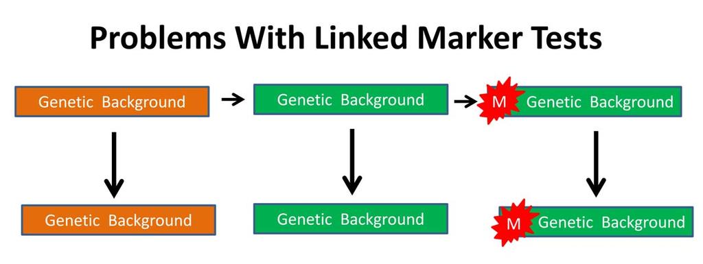 The direct test should be a big improvement over the linked marker test which detects the genetic background, not the mutation itself.