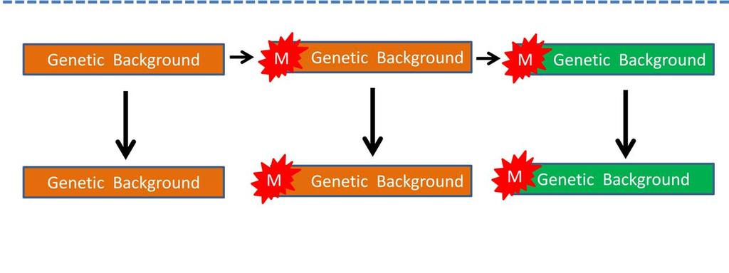 For instance, if, as illustrated at the top of the slide, the chromosomal changes leading to the unique genetic background detected by the linked marker test take
