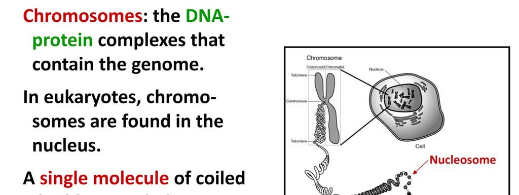 Most of the DNA occurs in chromosomes which