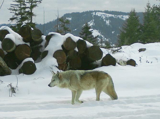 Oregon Wolf Conservation and Management 2017 Annual Report This report to the Oregon Fish and Wildlife Commission