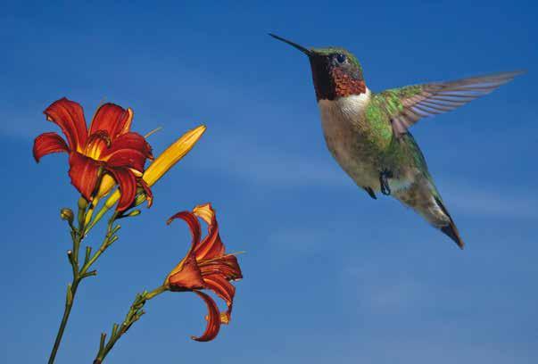 Hummingbirds are very fast.