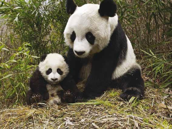 A newborn panda is