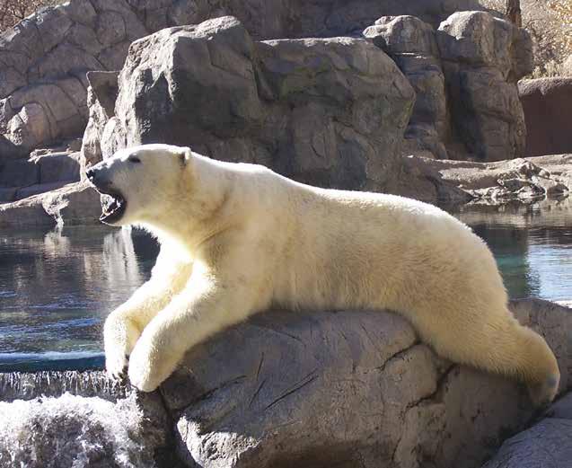 Polar bears have a thick layer of fat.