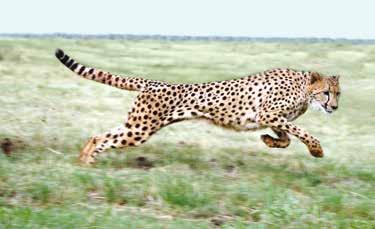 A cheetah s spine can bend.