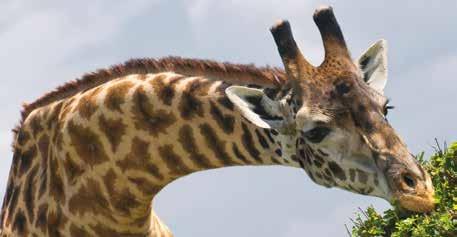 Giraffes eat leaves all day with their long tongues.