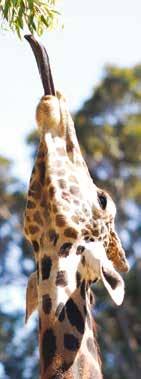 A giraffe has a long tongue. Look at the picture.