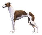 It s likely that your dog exhibits characteristics of each breed in different ways some more subtle than others.