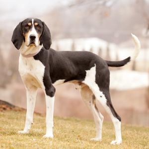 The Treeing Walker Coonhound has a smooth coat and comes in either tricolor (black tan and white) or bicolor, with either black or tan with white.