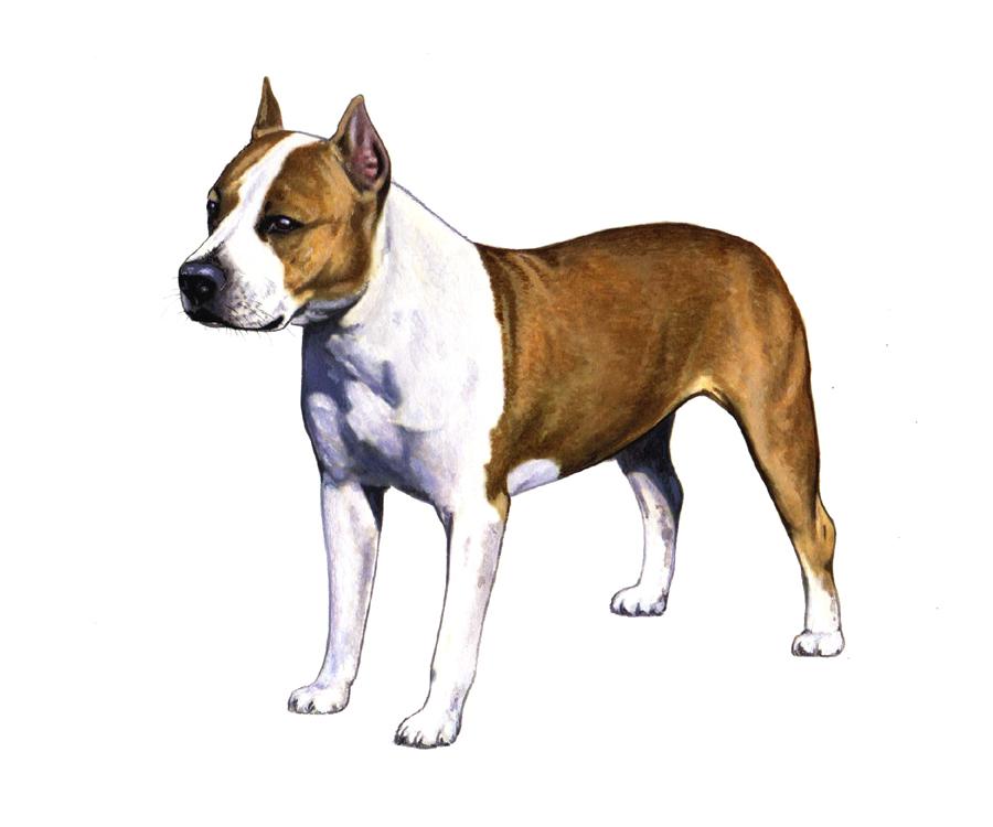 AMERICAN STAFFORDSHIRE TERRIER American Staffordshire HEIGHT: 17-19 in WEIGHT (SHOW): 40-60 lb WEIGHT (PET): 38-68 lb EARS MUZZLE TAIL The American Staffordshire can