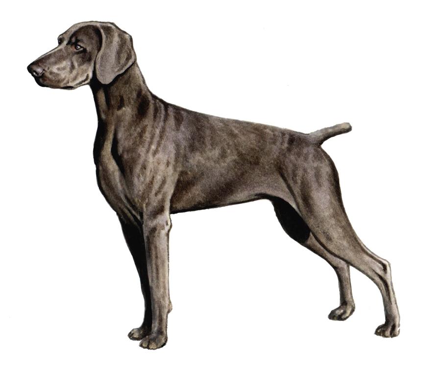 WEIMARANER HEIGHT: 22-27 in Weimaraner WEIGHT (SHOW): 55-88 lb WEIGHT (PET): 54-97 lb EARS MUZZLE TAIL The Weimaraner was developed by German nobles of the