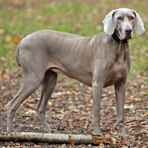 Though the breed is suspected of having existed as far back as the seventeenth century, current breed standards were not developed until the 1800 s.
