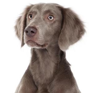 The Weimaraner comes in a variety of silvers from mouse gray to silver gray. The eyes come in amber, gray or blue-gray shades.