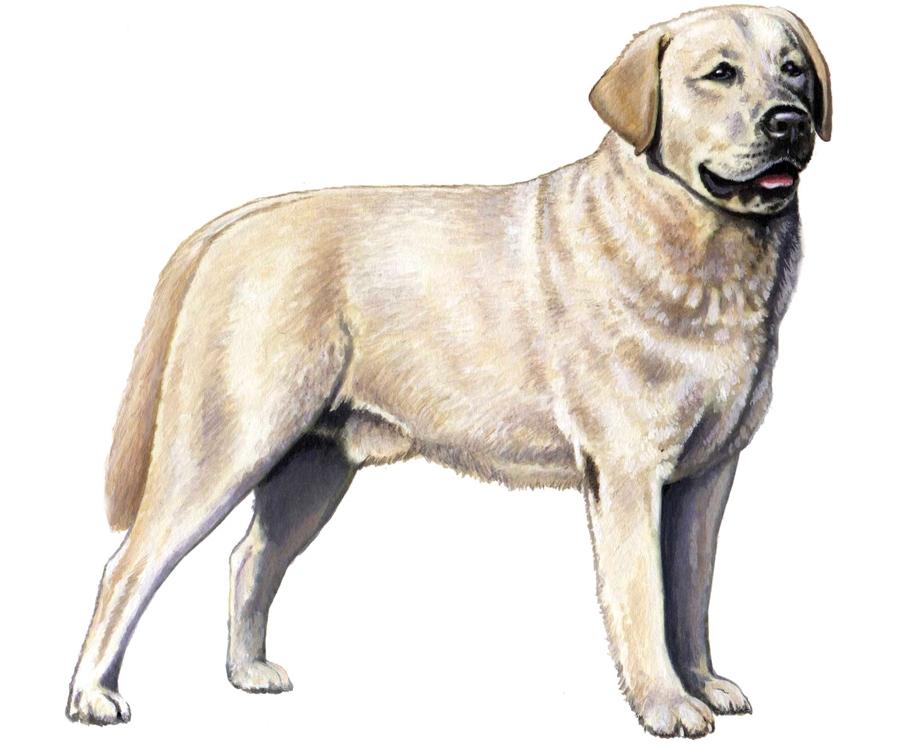 requires two copies of a gene variant and is available from the Labrador Retriever, Poodle, and Golden Retriever.