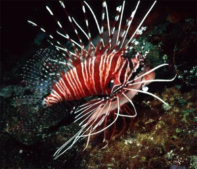 Factors affecting biodiversity Non-native species The red lionfish is a venomous invasive species on the east coast of the US and in the Caribbean.