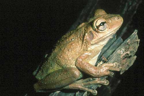 Factors affecting biodiversity Non-native species The Cuban treefrog preys upon smaller native treefrogs and may