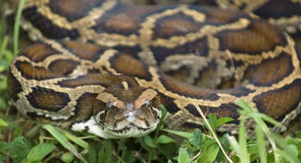 Factors affecting biodiversity Non-native species The Burmese python preys upon native species